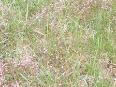 Cardamine parviflora
