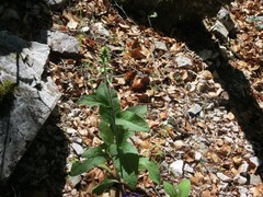 Digitalis purpurea purpurea
