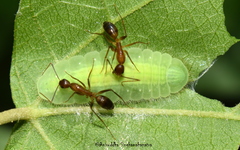 Mahathala ameria