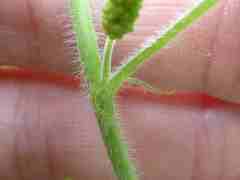 Acalypha villicaulis