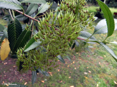 Caldcluvia paniculata