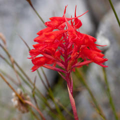 Disa ferruginea