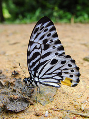Graphium delessertii