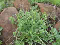Acalypha villicaulis