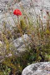 Disa ferruginea