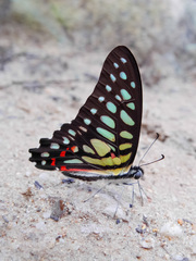Graphium arycles