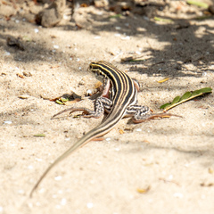 Aspidoscelis laredoensis