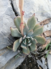 Echeveria strictiflora