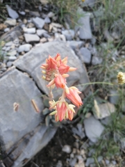 Echeveria strictiflora