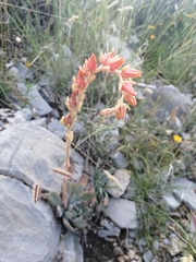 Echeveria strictiflora