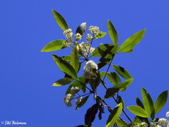 Caldcluvia paniculata