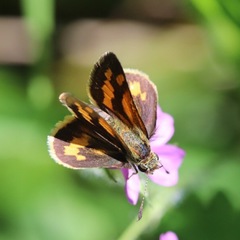 Lepidoptera