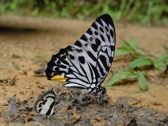 Graphium delessertii