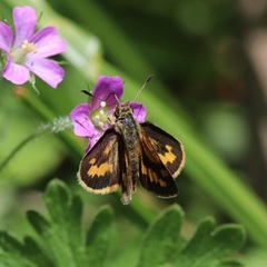 Lepidoptera