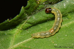 Helcystogramma hibisci