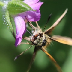 Lepidoptera