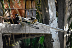 Callosciurus notatus