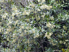 Caldcluvia paniculata