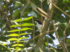 Laniarius amboimensis