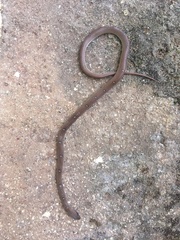 Lycodon anamallensis