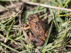 Tomopterna tuberculosa