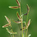 Tiny Flat-Sedge - Photo (c) Charles Stirton, some rights reserved (CC BY-SA), uploaded by Charles Stirton