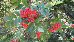 Sorbus sitchensis sitchensis