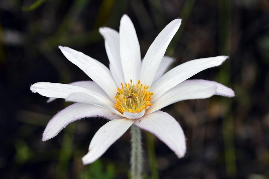 Pinnatifoliae