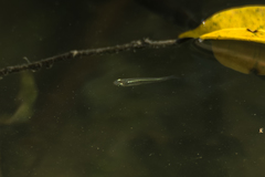Oryzias minutillus