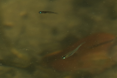 Oryzias minutillus