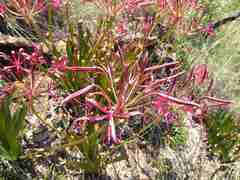 Nerine