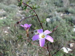 Oxalis subsessilis