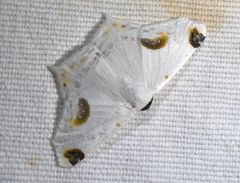 Sericoptera