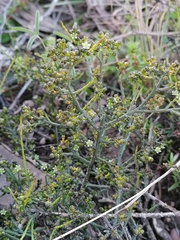 Thesium nigroperianthum