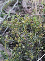 Thesium nigroperianthum
