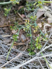 Thesium nigroperianthum