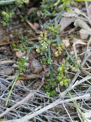 Thesium nigroperianthum