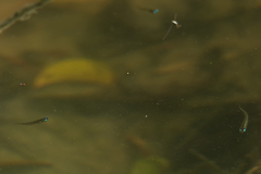 Oryzias minutillus
