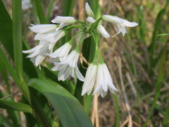 Allium triquetrum
