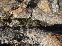 Ornithogalum schlechterianum