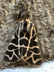 Apantesis nevadensis