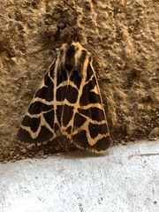 Apantesis nevadensis