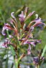 Undulate Reedpipe - Photo (c) Richard Adcock, some rights reserved (CC BY-NC), uploaded by Richard Adcock