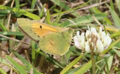 Colias electo electo