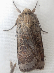 Abagrotis scopeops