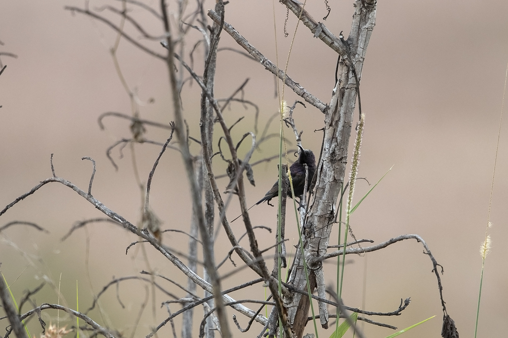 Bocage's Sunbird (Nectarinia bocagii) photo