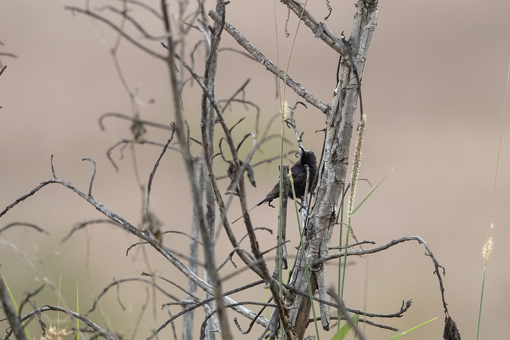 Bocage's Sunbird illustration