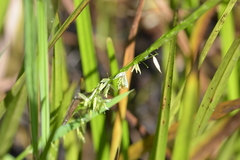Zizania palustris