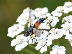 Cylindromyia brassicaria