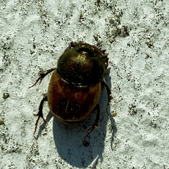 Onthophagus coenobita
